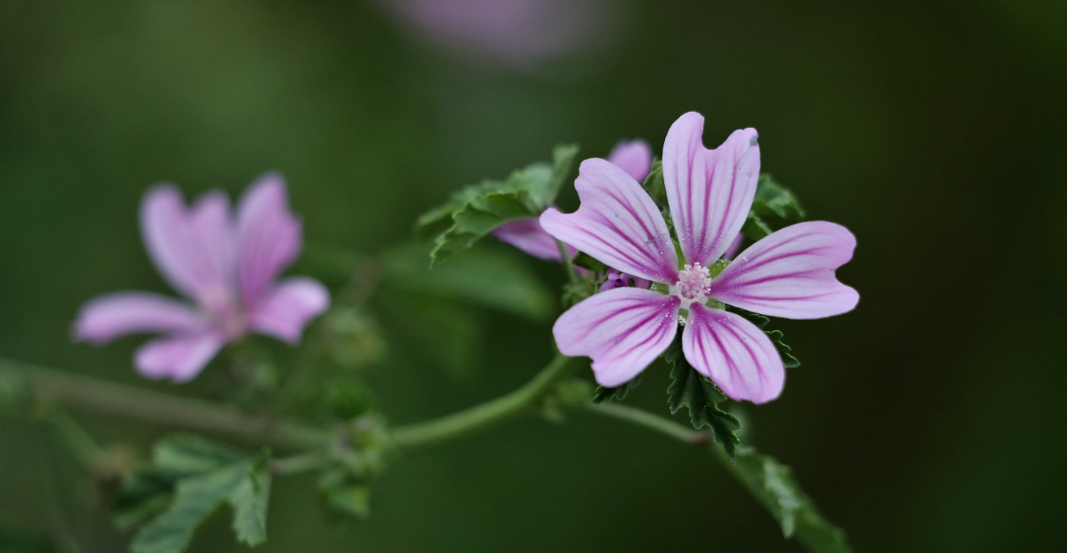 Common Mallow